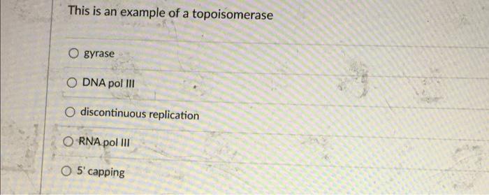 This Is An Example Of A Topoisomerase Gyrase O Dna Pol Iii O Discontinuous Replication Orna Pol Iii O 5 Capping 1