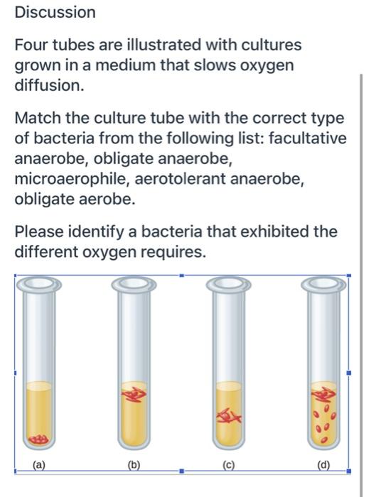 Discussion Four Tubes Are Illustrated With Cultures Grown In A Medium That Slows Oxygen Diffusion Match The Culture Tub 1