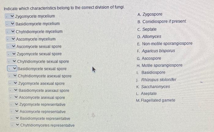 Indicate Which Characteristics Belong To The Correct Division Of Fungi Zygomycete Mycelium Basidiomycete Mycelium C 1