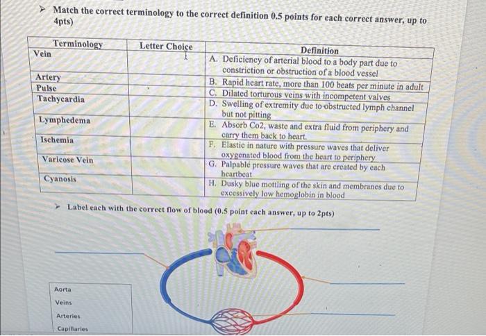 Vein Match The Correct Terminology To The Correct Definition 0 5 Points For Each Correct Answer Up To 4pts Terminology 1