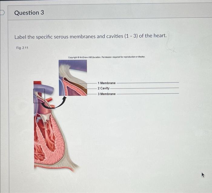 Question 3 Label The Specific Serous Membranes And Cavities 1 3 Of The Heart Fig 2 11 Copyright Mcgraw Hi Educatio 1