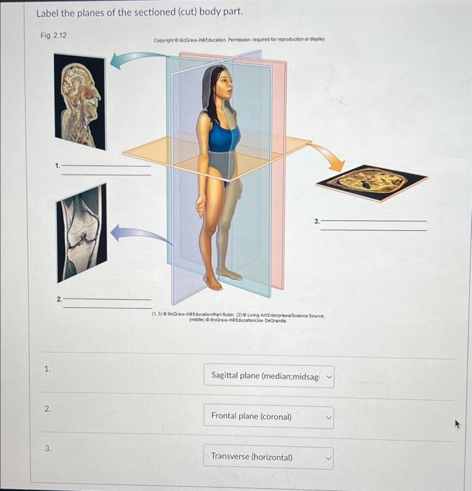 Label The Planes Of The Sectioned Cut Body Part Fig 2 12 1 2 3 Copyright Mcgraw Hbeducation Permission Required 1