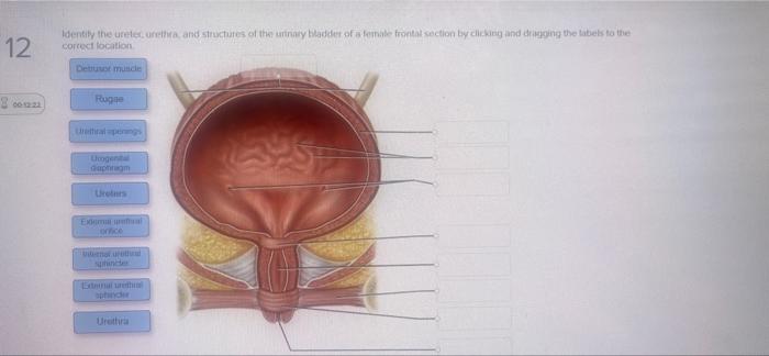12 00 12 23 Identify The Ureter Urethra And Structures Of The Urinary Bladder Of A Female Frontal Section By Clicking A 1