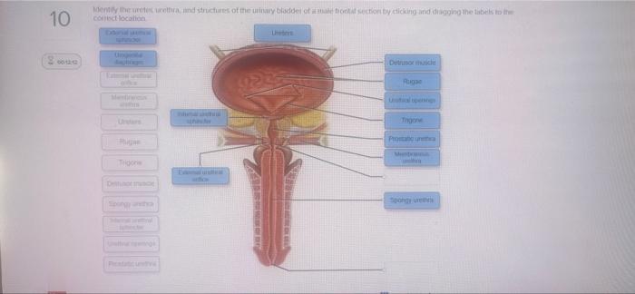 12 00 12 23 Identify The Ureter Urethra And Structures Of The Urinary Bladder Of A Female Frontal Section By Clicking A 2
