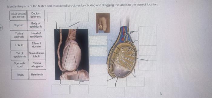 Identify The Parts Of The Testes And Associated Structures By Clicking And Dragging The Labels To The Correct Location 2