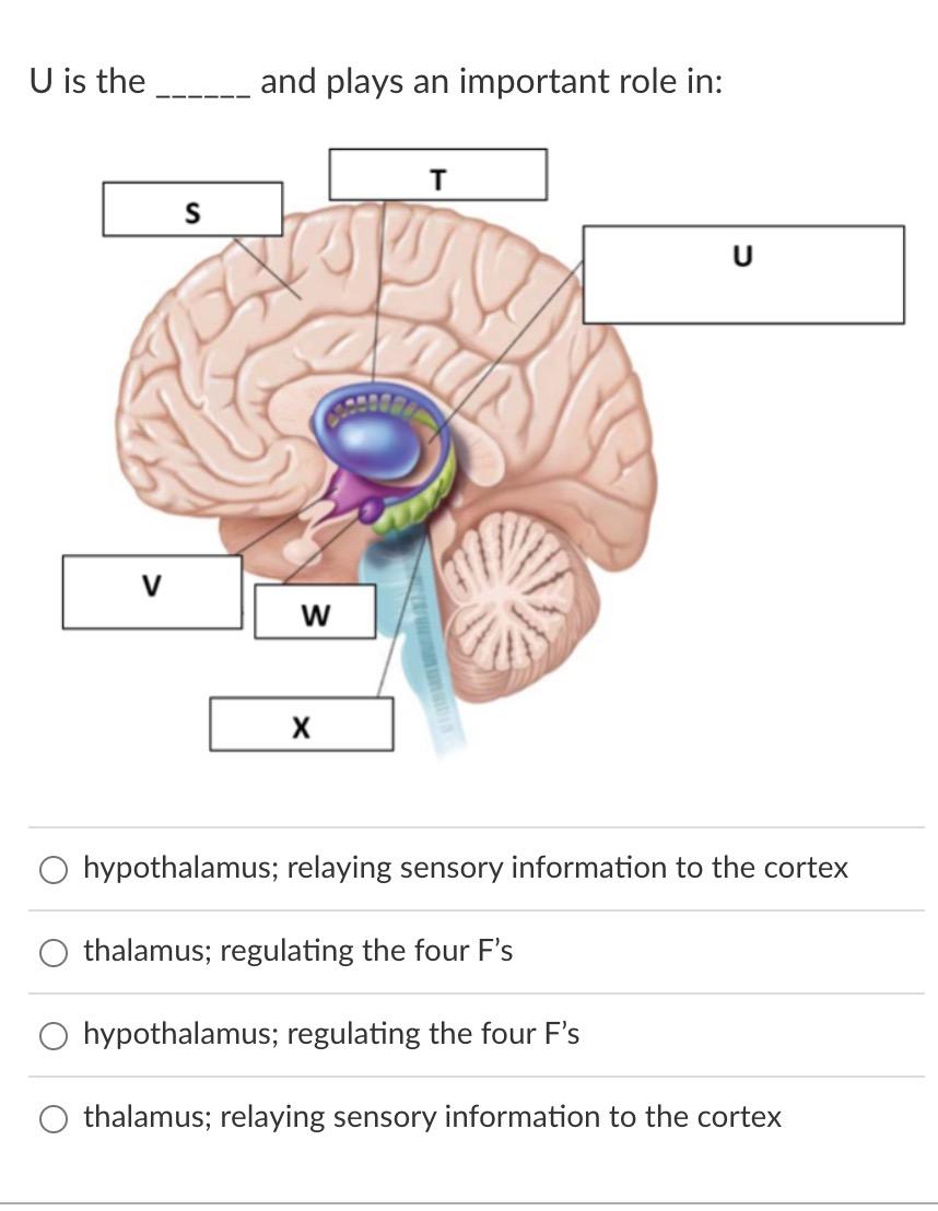 U Is The V S And Plays An Important Role In W X T U Hypothalamus Relaying Sensory Information To The Cortex Thalamus 1