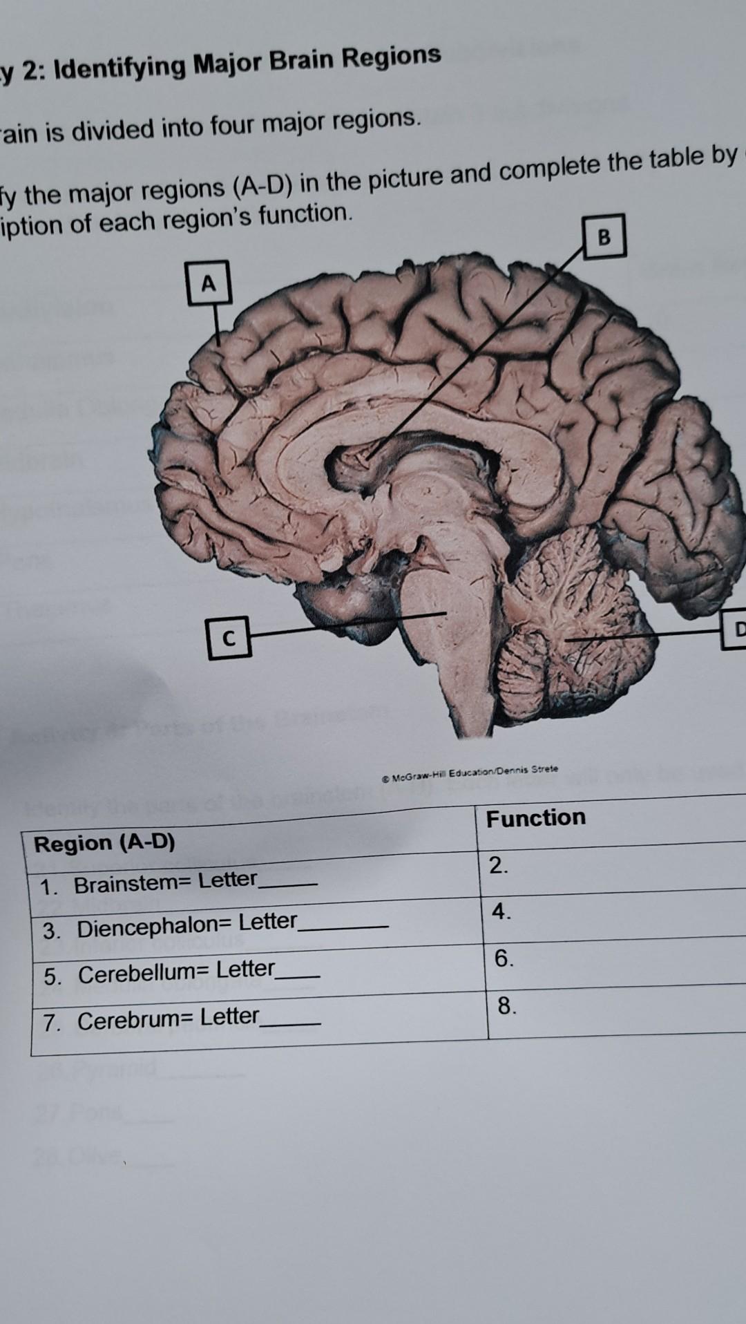 Y 2 Identifying Major Brain Regions Rain Is Divided Into Four Major Regions Fy The Major Regions A D In The Picture 1