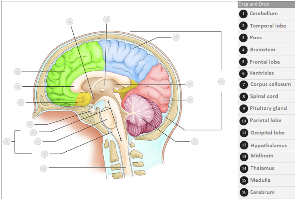 Drag And Drop 1 Cerebellum 2 Temporal Lobe 3 Pons 4 Brainstem 5 Frontal Lobe 6 Ventricles 7 Corpus Callosum 8 Spinal Cor 1