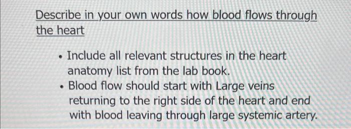 Describe In Your Own Words How Blood Flows Through The Heart Include All Relevant Structures In The Heart Anatomy List 1