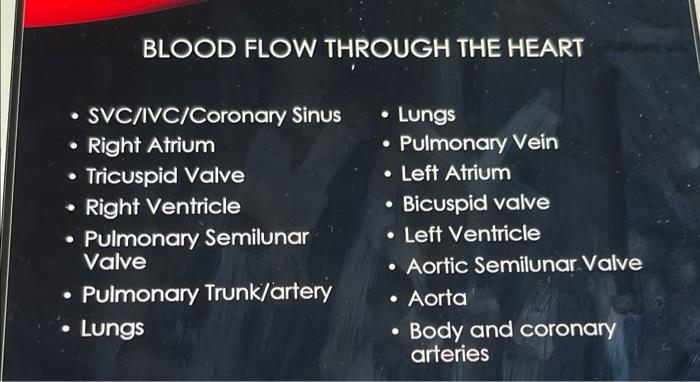 Describe In Your Own Words How Blood Flows Through The Heart Include All Relevant Structures In The Heart Anatomy List 2