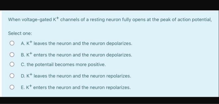 When Voltage Gated K Channels Of A Resting Neuron Fully Opens At The Peak Of Action Potential Select One O A K Leav 1