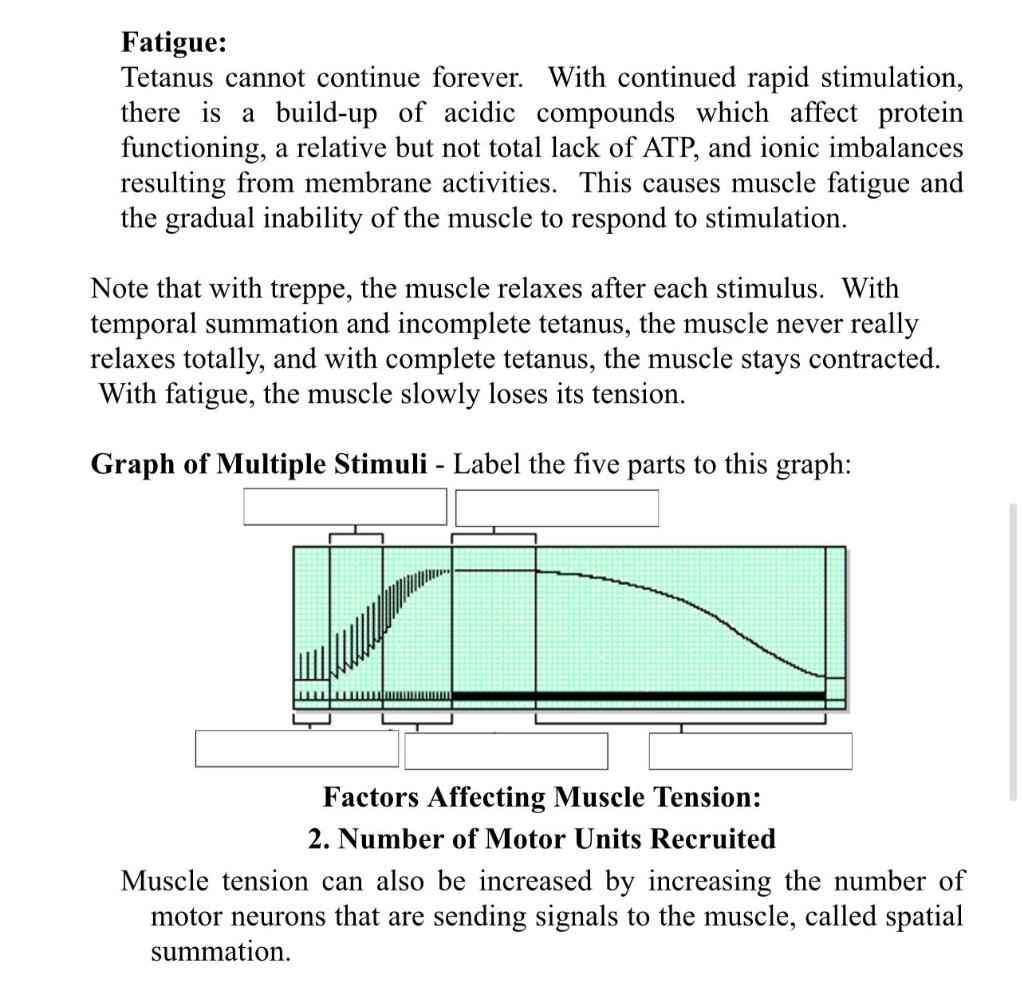 Fatigue Tetanus Cannot Continue Forever With Continued Rapid Stimulation There Is A Build Up Of Acidic Compounds Whic 1