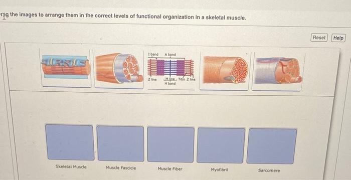 Ng The Images To Arrange Them In The Correct Levels Of Functional Organization In A Skeletal Muscle Ursus Skeletal Musc 1