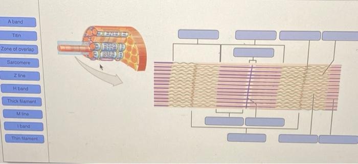 Ng The Images To Arrange Them In The Correct Levels Of Functional Organization In A Skeletal Muscle Ursus Skeletal Musc 2