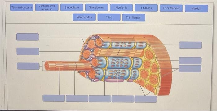 Ng The Images To Arrange Them In The Correct Levels Of Functional Organization In A Skeletal Muscle Ursus Skeletal Musc 3