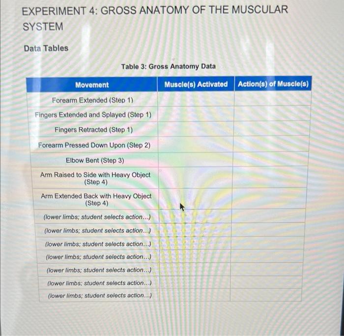 Experiment 4 Gross Anatomy Of The Muscular System Data Tables Table 3 Gross Anatomy Data Movement Forearm Extended St 1