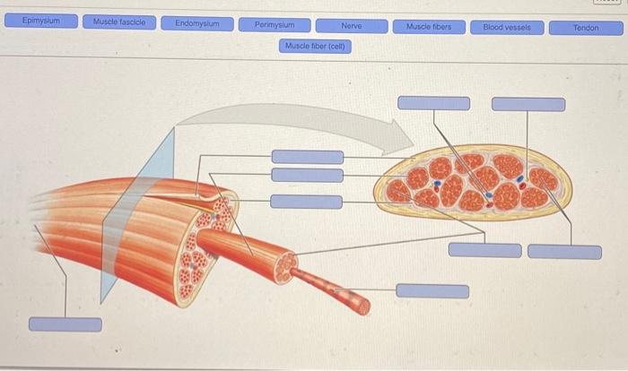 Epimysium Muscle Fascicle Endomysium Perimysium Nerve Muscle Fiber Cell Muscle Fibers Blood Vessels Tendon Troponin M 1