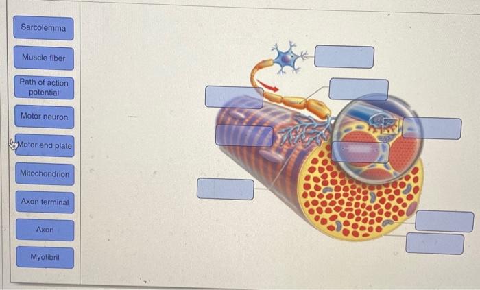 Epimysium Muscle Fascicle Endomysium Perimysium Nerve Muscle Fiber Cell Muscle Fibers Blood Vessels Tendon Troponin M 3