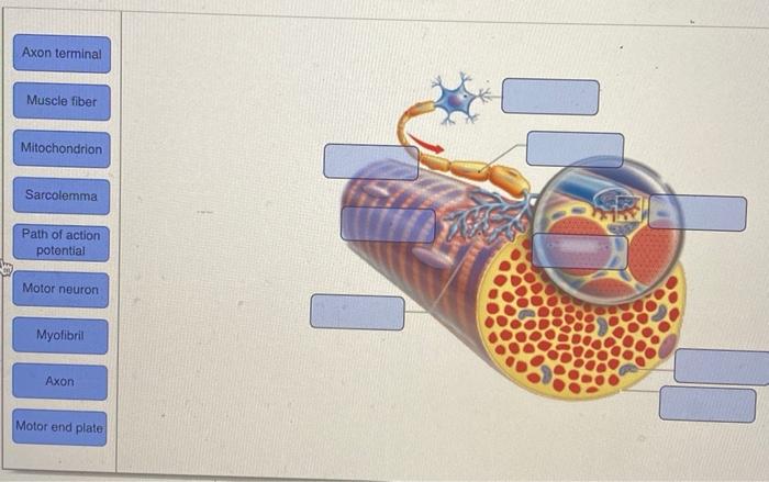 Epimysium Muscle Fascicle Endomysium Perimysium Nerve Muscle Fiber Cell Muscle Fibers Blood Vessels Tendon Troponin M 4