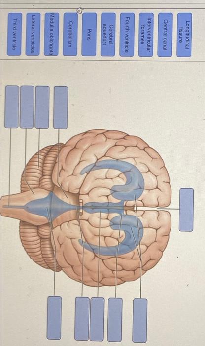 Epimysium Muscle Fascicle Endomysium Perimysium Nerve Muscle Fiber Cell Muscle Fibers Blood Vessels Tendon Troponin M 5