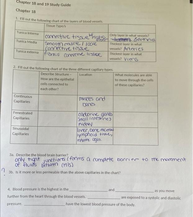 Chapter 18 And 19 Study Guide Chapter 18 1 Fill Out The Following Chart Of The Layers Of Blood Vessels Tissue Type S T 1
