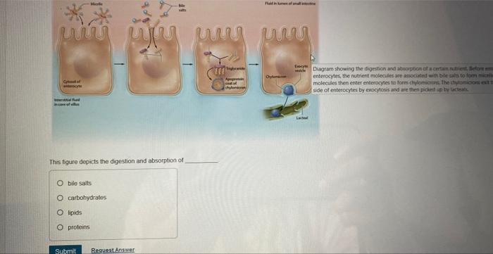 C This Figure Depicts The Digestion And Absorption Of O Bile Salts O Carbohydrates O Lipids O Proteins Submit Request An 1