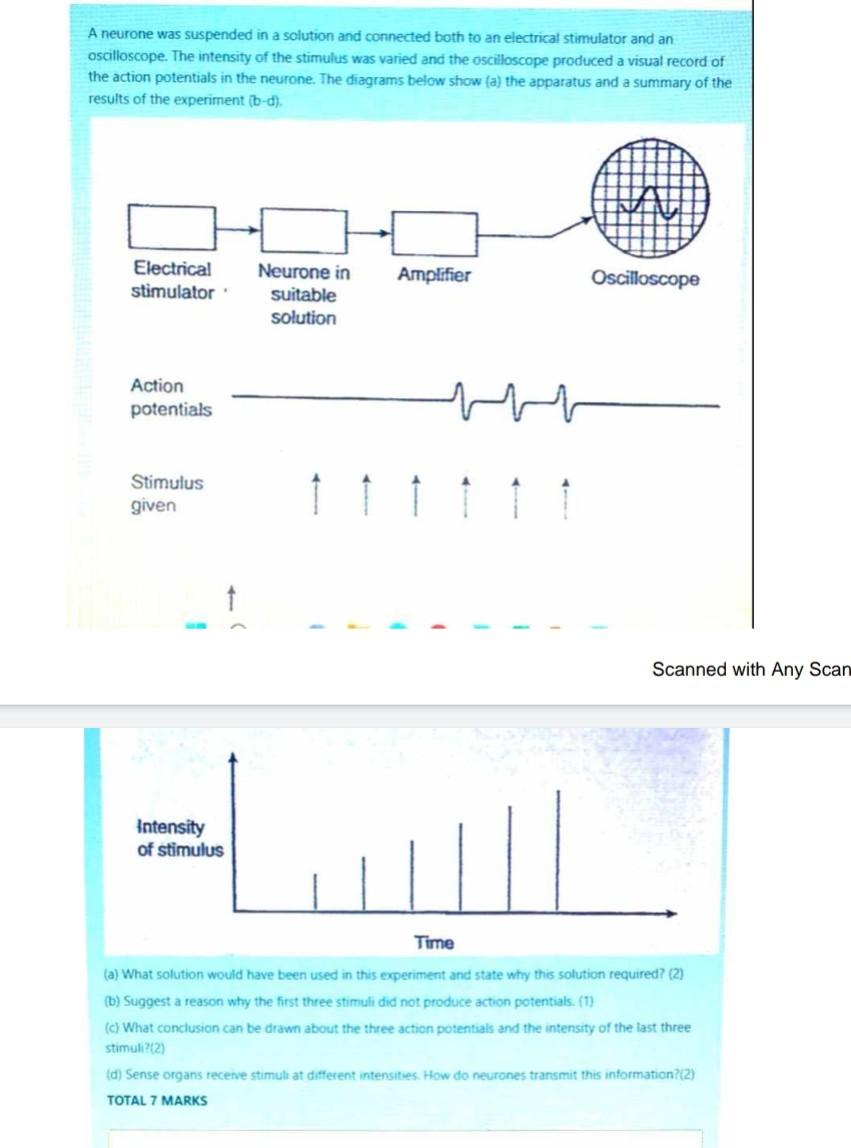 A Neurone Was Suspended In A Solution And Connected Both To An Electrical Stimulator And An Oscilloscope The Intensity 1