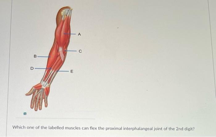 D B D E Which One Of The Labelled Muscles Can Flex The Proximal Interphalangeal Joint Of The 2nd Digit 1