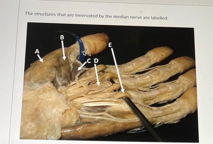 The Structures That Are Innervated By The Median Nerve Are Labelled A B C D E 1