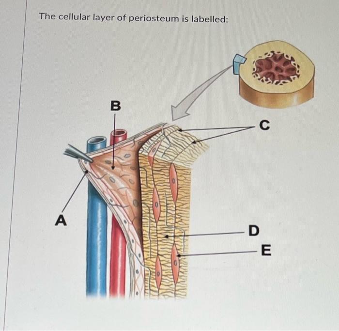 The Cellular Layer Of Periosteum Is Labelled A B Wwwwww Wartunive C D E 1