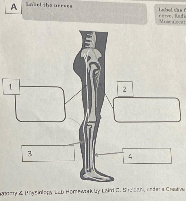 A 1 Label The Nerves 3 2 4 Label The F Nerve Radi Musculocut Atomy Physiology Lab Homework By Laird C Sheldahl Unde 1