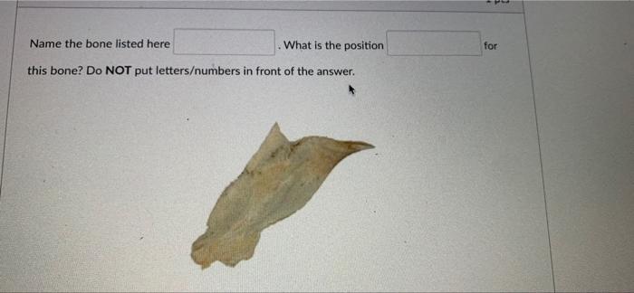 Name The Bone Listed Here What Is The Position This Bone Do Not Put Letters Numbers In Front Of The Answer For Name T 1