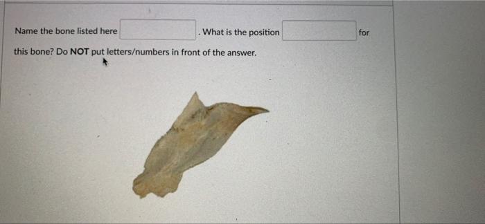 Name The Bone Listed Here What Is The Position This Bone Do Not Put Letters Numbers In Front Of The Answer For Name T 2