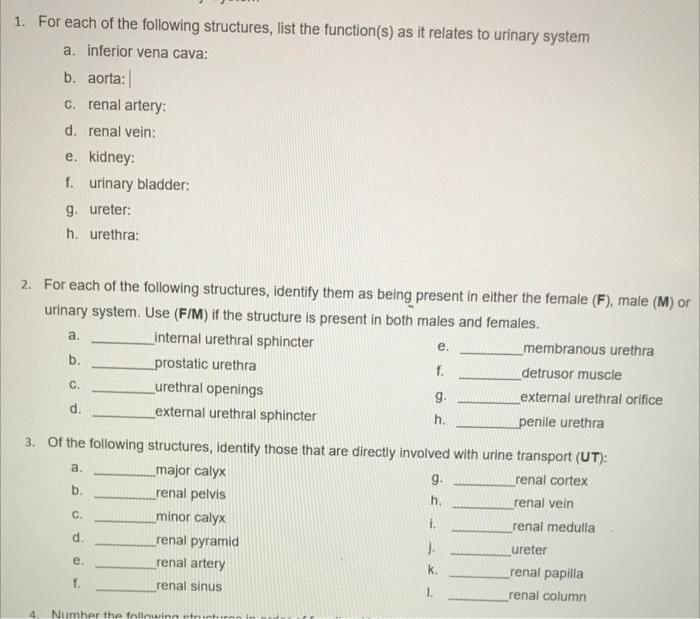 1 For Each Of The Following Structures List The Function S As It Relates To Urinary System A Inferior Vena Cava B 1