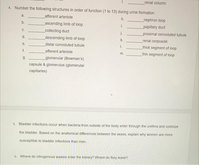 4 Number The Following Structures In Order Of Function 1 To 13 During Urine Formation H L A B C D E F Afferen 1