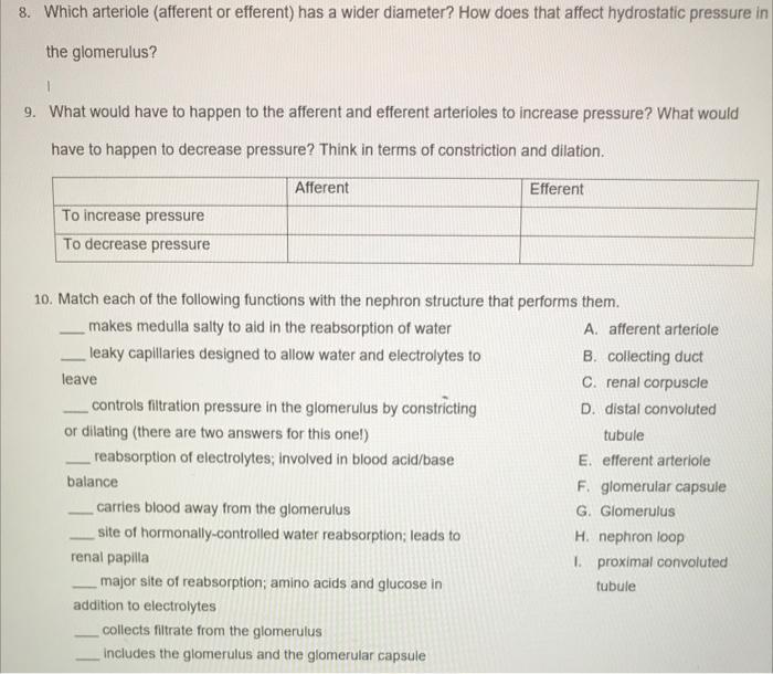 8 Which Arteriole Afferent Or Efferent Has A Wider Diameter How Does That Affect Hydrostatic Pressure In The Glomeru 1