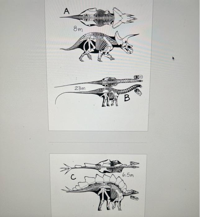 Part Vii 30 Points Carefully Read The Directions Dinosaur Skeletal Images Listed Below Are Many Of The Dinosaurs Who 3