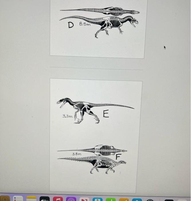 Part Vii 30 Points Carefully Read The Directions Dinosaur Skeletal Images Listed Below Are Many Of The Dinosaurs Who 4