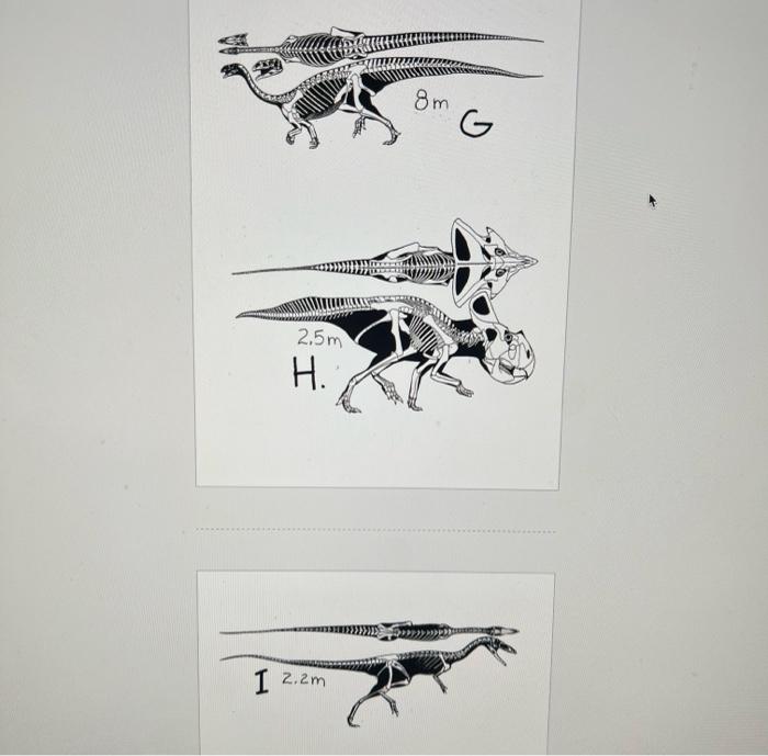 Part Vii 30 Points Carefully Read The Directions Dinosaur Skeletal Images Listed Below Are Many Of The Dinosaurs Who 5