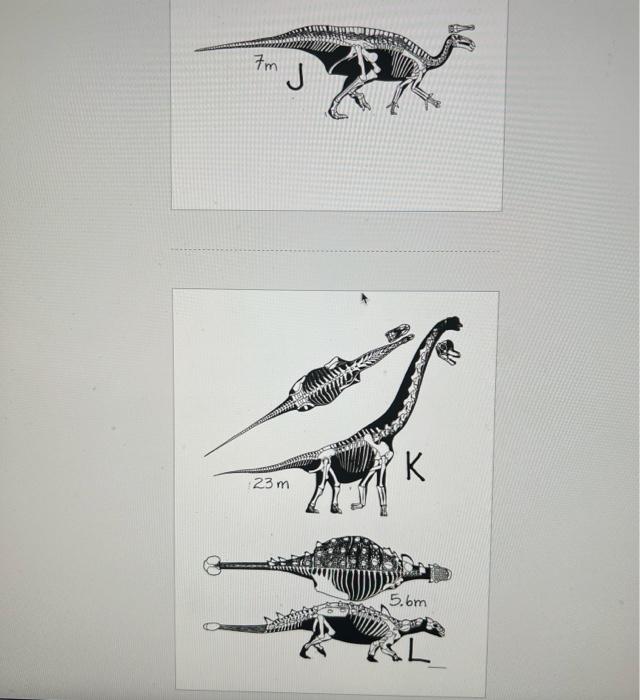 Part Vii 30 Points Carefully Read The Directions Dinosaur Skeletal Images Listed Below Are Many Of The Dinosaurs Who 6