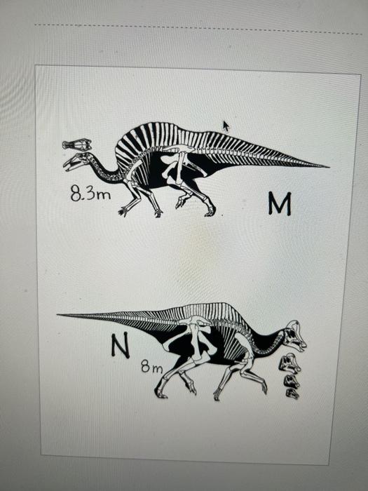 Part Vii 30 Points Carefully Read The Directions Dinosaur Skeletal Images Listed Below Are Many Of The Dinosaurs Who 7
