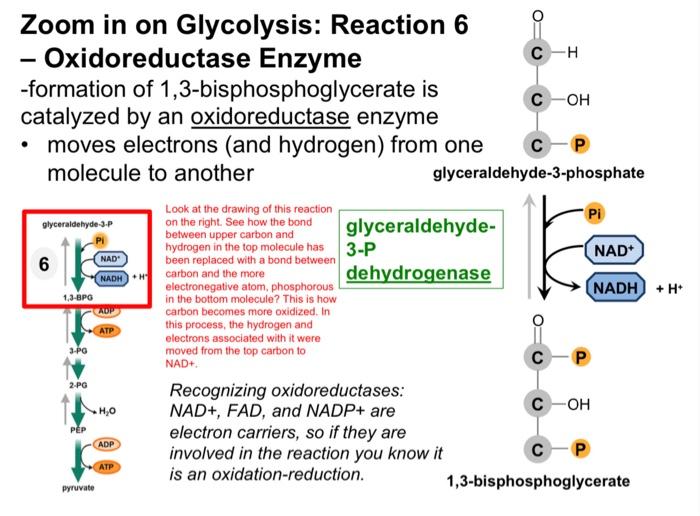 Zoom In On Glycolysis Reaction 6 Oxidoreductase Enzyme Formation Of 1 3 Bisphosphoglycerate Is Catalyzed By An Oxidore 1