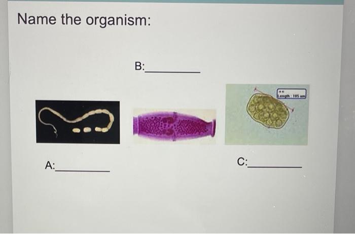 Name The Organism A B C Length 105 1
