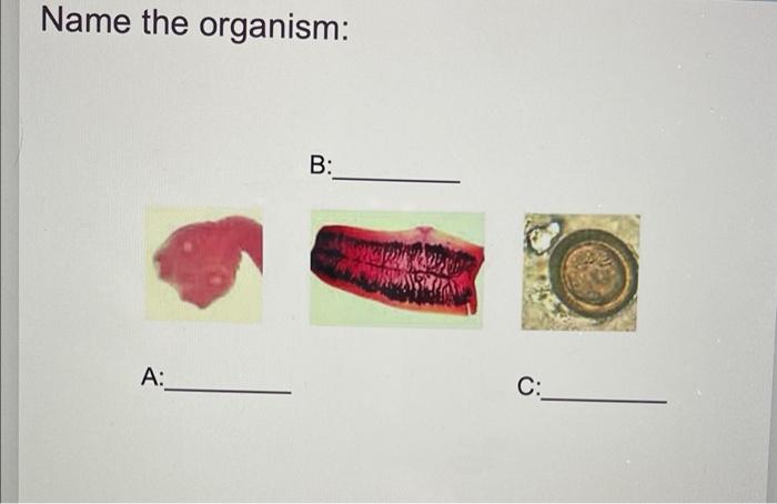 Name The Organism A B Swamiy Buranin C 1