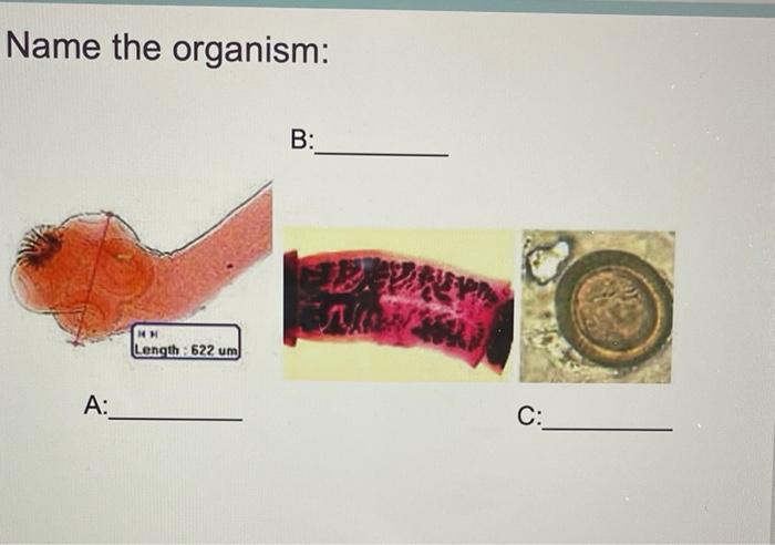 Name The Organism A Mh Length 622 Um B C 1
