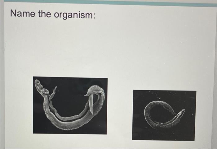 Name The Organism 1