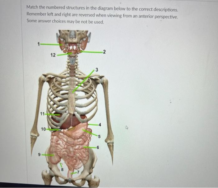 Match The Numbered Structures In The Diagram Below To The Correct Descriptions Remember Left And Right Are Reversed Whe 1