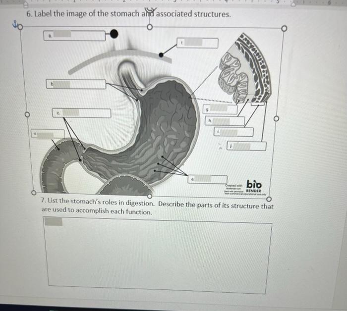 6 Label The Image Of The Stomach And Associated Structures So H Bio Render Fiy 7 List The Stomach S Roles In Digestio 1