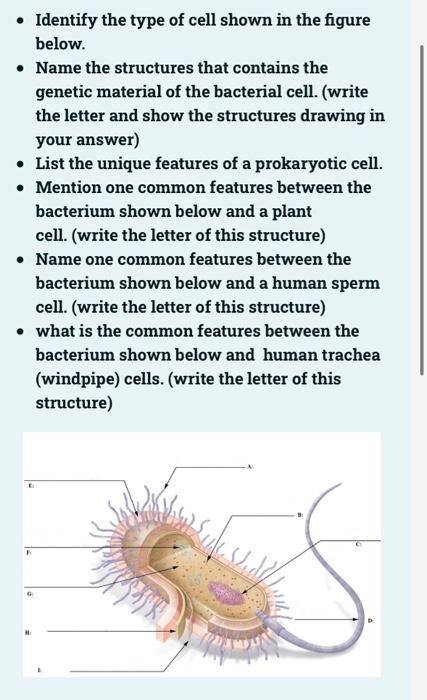 Identify The Type Of Cell Shown In The Figure Below Name The Structures That Contains The Genetic Material Of The Bac 1