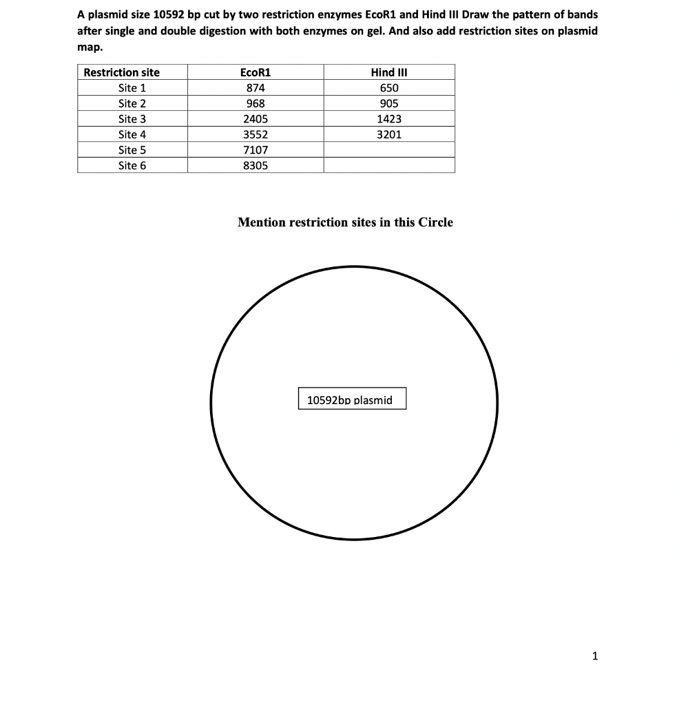 A Plasmid Size 10592 Bp Cut By Two Restriction Enzymes Ecor1 And Hind Iii Draw The Pattern Of Bands After Single And Dou 1
